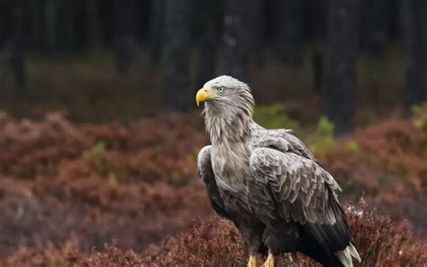 White-Tailed Eagle: History, Facts, Size, Habitat, Classification ...