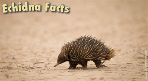 Echidna Facts, Information And Pictures From Active Wild