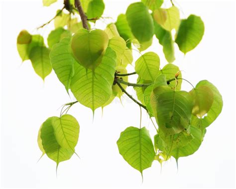 Sacred Fig leaves stock image. Image of leaves, banyan - 28084755