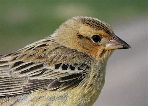 Bobolink - female | Beautiful birds, Passerine bird, Black bird