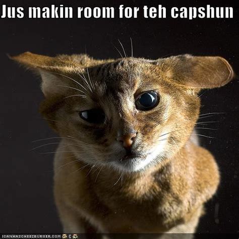 funny-pictures-cat-makes-room-for-caption | Explore zebedee.… | Flickr - Photo Sharing!