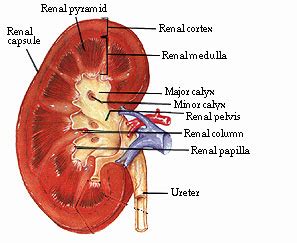 Renal papilla - Location, Function, Disorders and Pictures - Body Terms