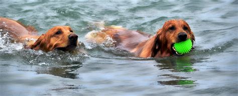 Free Images : beach, water, wet, animal, canine, summer, swim, pet, training, exercise, hound ...