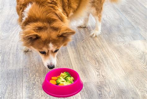 Can Dogs Eat Broccoli? Feeding Guide & Tips - Marvelous Dogs