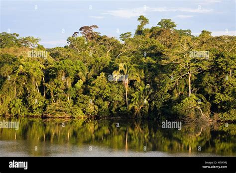 Rainforest at Tambopata River, Peru Stock Photo - Alamy