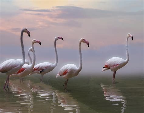 Flamingo Sunset Photograph by Krystina Wisniowska - Fine Art America