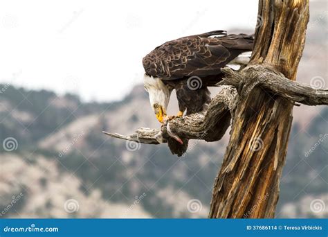 Eagle Eating Fish stock photo. Image of talons, catch - 37686114