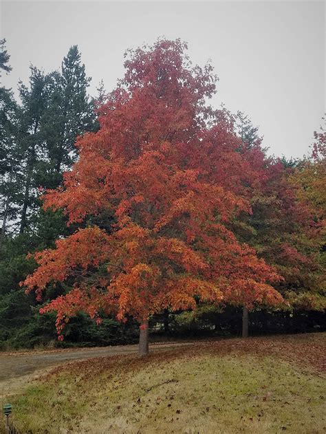 Quercus coccinea / Scarlet Oak — Ecotone Plants LLC