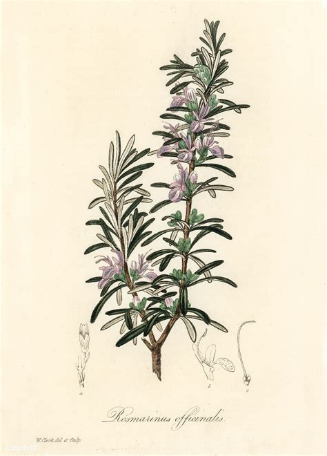 Rosemary (Rosmarinus) officinalis illustration from Medical Botany (1836) by John Stephenson a ...
