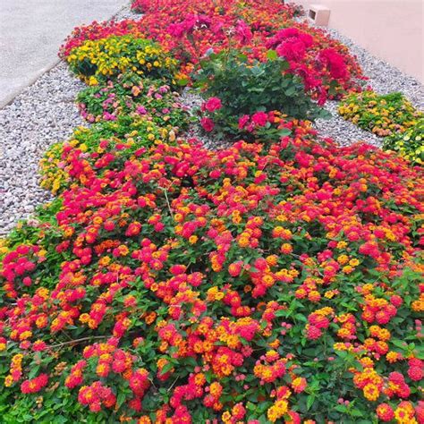 15 Beautiful Lantana as Ground Cover Ideas