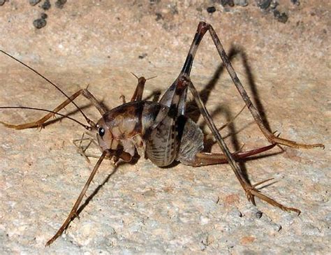 Cave Crickets. | Insects & Spiders | Pinterest | Caves, Cricket and Camel