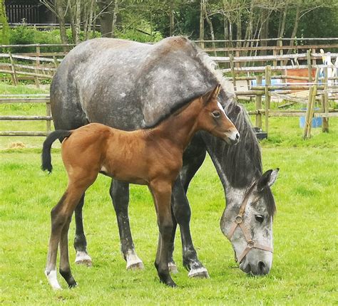 Warmblood Foals - Stable Express