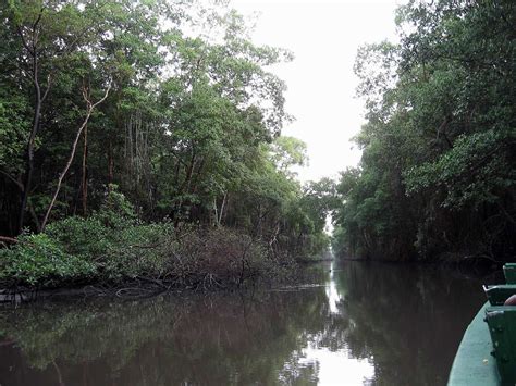 Caroni Swamp and Bird Sanctuary: Destination Trinidad and Tobago ...