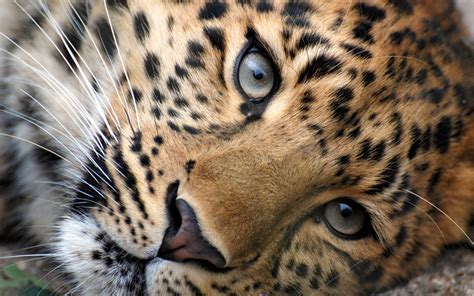 Leopard Face Close Up Wallpaper Hd 3840x2400 : Wallpapers13.com