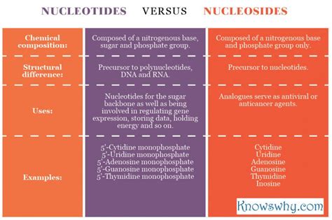 Nucleoside Vs Nucleotide Difference And Comparison Diffen