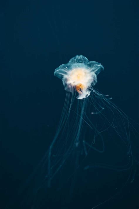 Jellyfish Aequorea Victoria | Free Animal Picture by picjumbo