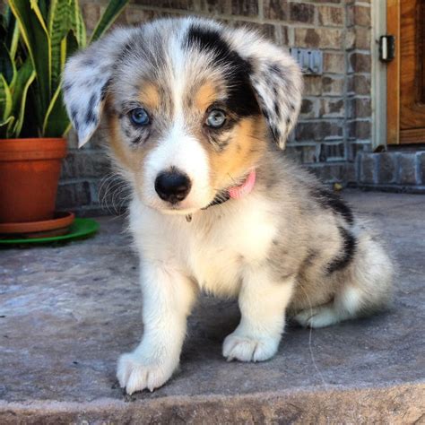 40 Times Corgis Mixed With Other Breeds, And The Result Was Absolutely ...