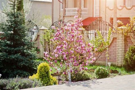 Pretty Magnolia trees and Shrubs for Small Gardens