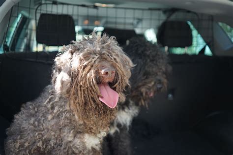 What It's Like to Go Truffle Hunting in Tuscany, and How to Do It Yourself