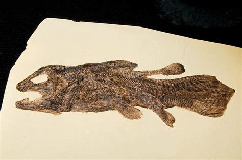 Coelacanth Fossil Photograph by Millard H. Sharp - Pixels