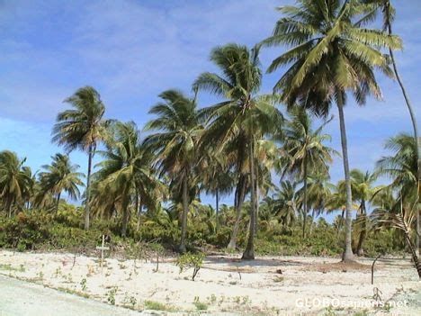 Banana Kiribati - Chrismas Island landscape - GLOBOsapiens