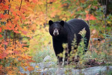 8 Surprising Facts About Black Bears