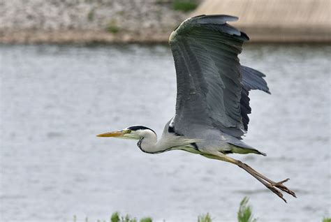 Gray heron in flight | Heron, Grey heron, Animals wild