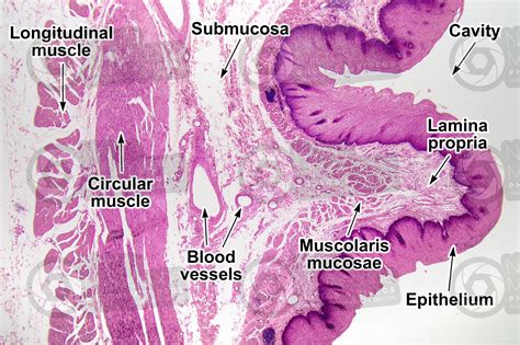 Man. Esophagus. Transverse section. 32X - Esophagus - Man - Mammals - Digestive system - Other ...