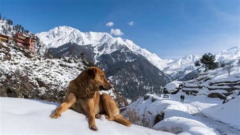 Kheerganga Trek 2024 | TrekYaari.com