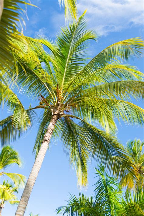 Tropical Palm Tree Free Stock Photo - Public Domain Pictures