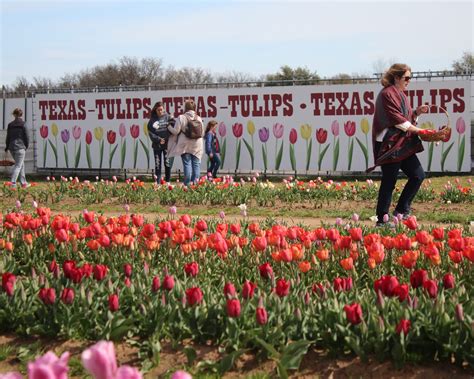 Texas Tulips | Visit Pilot Point