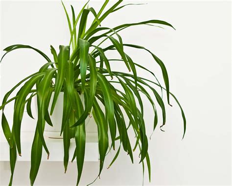 Common Spider Plant Varieties (with pictures) - My Little Jungle