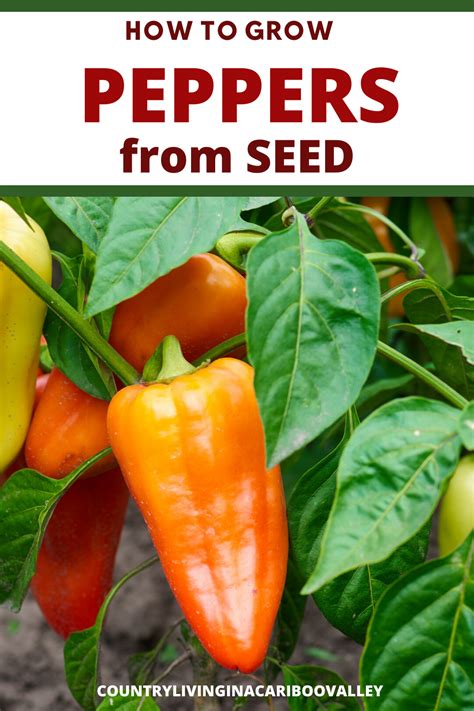 Get It Saving Pepper Seeds To Plant Next Year Best 2023 - techpremiumsource.com