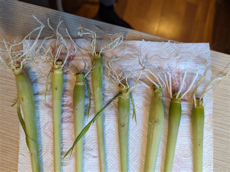 Lemongrass propagation : r/gardening