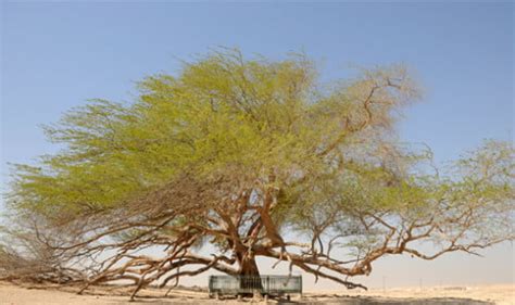 The Mysterious Tree of Life in Bahrain - World Top Top