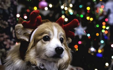 🔥 Download Christmas Puppy Widescreen Wallpaper by @jgay | Puppy Christmas Wallpapers, Cute ...