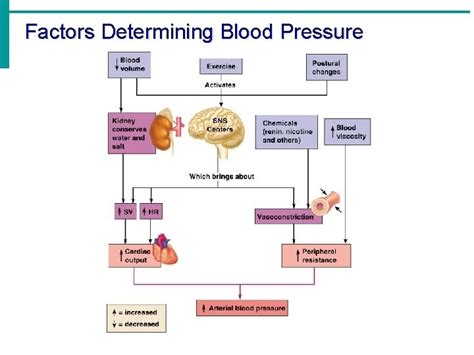 Factors determining the arterial blood pressure | Science online