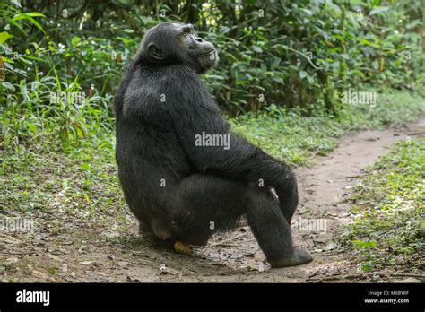 Alpha male Chimpanzee defaecating, Kimbale Forest National Park Uganda ...