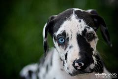 Great Dane Puppy Training