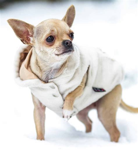 Chihuahua Clothes - The Best Coats And Outfits For Chihuahua Dogs | Chihuahua clothes, Chihuahua ...