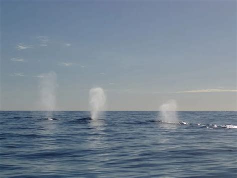 Guide to Warrnambool Whale Watching | Great Ocean Road Collective