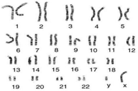 LESSON 10: MUTATION Flashcards | Quizlet