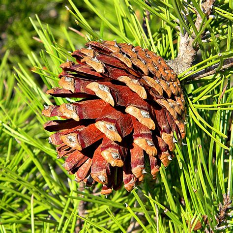 Pinus clausa (Alabama Pine, Florida Spruce Pine, Sand Pine, Scrub Pine) | North Carolina ...