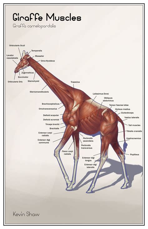 Tensor Fasciae Latae, Latissimus Dorsi, Gluteus Medius, Muscle Anatomy, Scapular, Deltoids ...