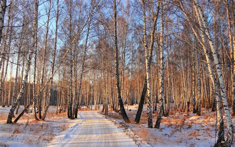 Winter Woods Wallpaper (54+ images)