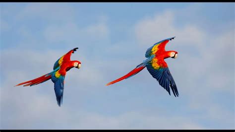 21 Colorful Birds Flying In The Air - YouTube