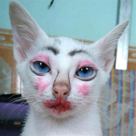 Descargar Conocea Ugly Cat - El Gato Más Adorable De La Cuadra | Wallpapers.com