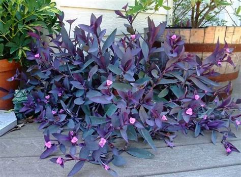 Bíbor pletyka (Tradescantia pallida) gondozása, szaporítása