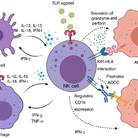 Inhibitory and activating NK-cell receptors, and the associated signals... | Download Scientific ...