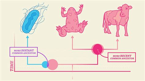 Common Ancestry: It's in our DNA